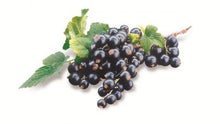 Biotta Svart vinbär, Cassis 500ml.