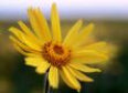 Arnica Gel 100ml