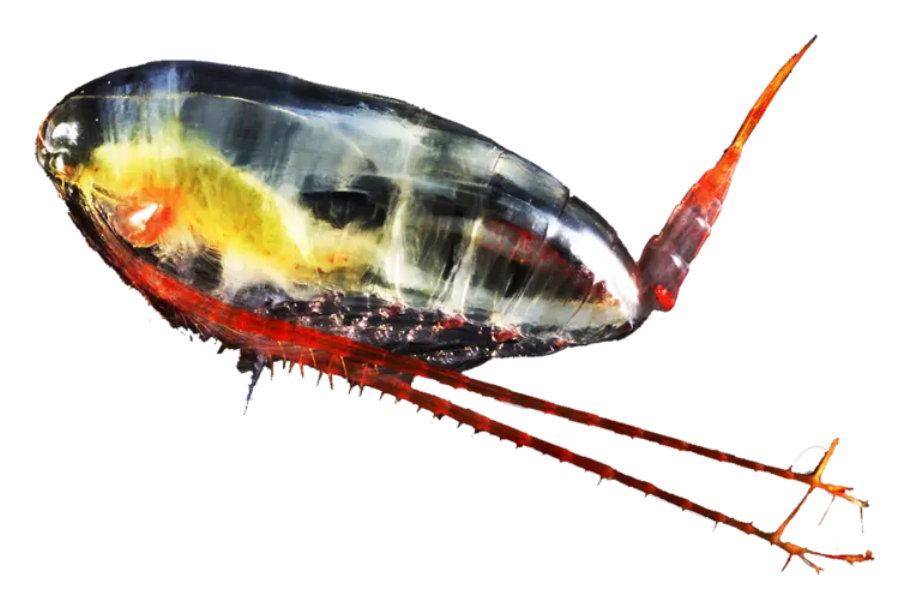 Zooca Calanus Oil omega-3 60 kap