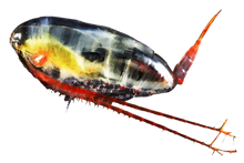 Zooca Calanus Oil omega-3 60 kap