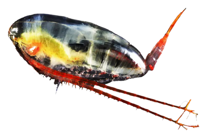 Zooca Calanus Oil omega-3 60 kap
